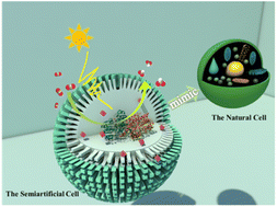 Graphical abstract: Enhancing photocatalytic CO2 reduction to formate through one-pot self-assembly of a semiartificial cell