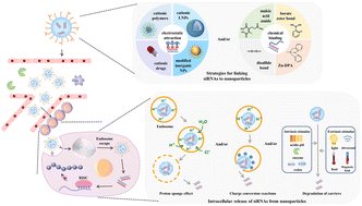 Graphical abstract: Design, strategies, and therapeutics in nanoparticle-based siRNA delivery systems for breast cancer