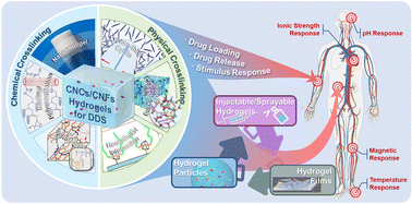 Graphical abstract: Nanocellulose-based hydrogels for drug delivery