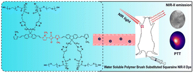 Graphical abstract: Water-soluble polymer brush-substituted squaraine NIR-II dye for efficient photothermal therapy