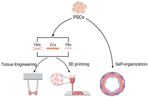 Graphical abstract: Cardiac organoid: multiple construction approaches and potential applications