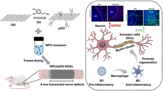 Graphical abstract: Electroactive scaffolds of biodegradable polyurethane/polydopamine-functionalized graphene oxide regulating the inflammatory response and revitalizing the axonal growth cone for peripheral nerve regeneration