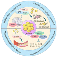 Graphical abstract: Anti-inflammatory role of gold nanoparticles in the prevention and treatment of Alzheimer's disease