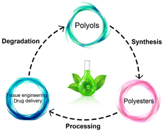 Graphical abstract: Harnessing the power of polyol-based polyesters for biomedical innovations: synthesis, properties, and biodegradation