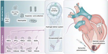 Graphical abstract: Cell or cell derivative-laden hydrogels for myocardial infarction therapy: from the perspective of cell types