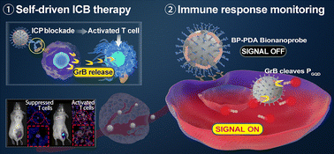 Graphical abstract: Self-driven immune checkpoint blockade and spatiotemporal-sensitive immune response monitoring in acute myeloid leukemia using an all-in-one turn-on bionanoprobe