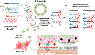 Graphical abstract: Effective design of PEGylated polyion complex (PIC) nanoparticles for enhancing PIC internalisation in cells utilising block copolymer combinations with mismatched ionic chain lengths
