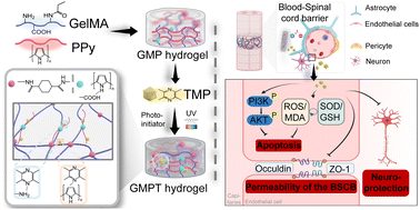 Graphical abstract: Tetramethylpyrazine-loaded electroconductive hydrogels promote tissue repair after spinal cord injury by protecting the blood–spinal cord barrier and neurons