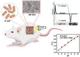 Graphical abstract: A light-sensitive protein-based wearable pH biometer
