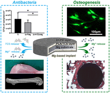Graphical abstract: Mg-based implants with a sandwiched composite coating simultaneously facilitate antibacterial and osteogenic properties