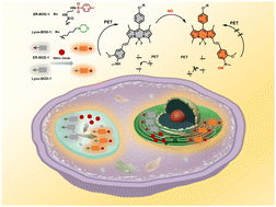 Graphical abstract: Engineering organelle-specific activatable molecules for ultra-fast and reliable in situ mapping of subcellular nitric oxide