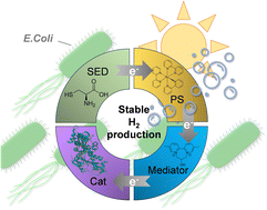 Graphical abstract: E. coli-based semi-artificial photosynthesis: biocompatibility of redox mediators and electron donors in [FeFe] hydrogenase driven hydrogen evolution