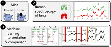 Graphical abstract: Metabolic profiling of murine radiation-induced lung injury with Raman spectroscopy and comparative machine learning