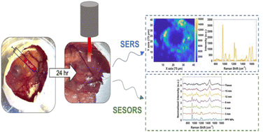 Graphical abstract: Live chicken egg embryos as an alternative in vivo tumour model for deep surface enhanced Raman spectroscopy