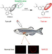 Graphical abstract: Benzorhodol derived far-red/near-infrared fluorescent probes for selective and sensitive detection of butyrylcholinesterase activity in living cells and the non-alcoholic fatty liver of zebrafish