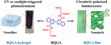 Graphical abstract: Aggregate-state-dependent photochromism and circularly polarized luminescence of a chiral biquinoline amphiphile