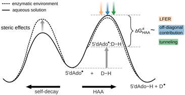 Graphical abstract: Elucidation of factors shaping reactivity of 5′-deoxyadenosyl – a prominent organic radical in biology