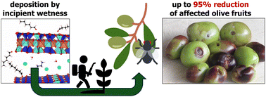 Graphical abstract: Aldehyde-containing clays: a sustainable approach against the olive tree pest, Bactrocera oleae