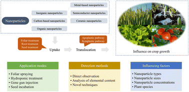 Graphical abstract: Classification, uptake, translocation, and detection methods of nanoparticles in crop plants: a review