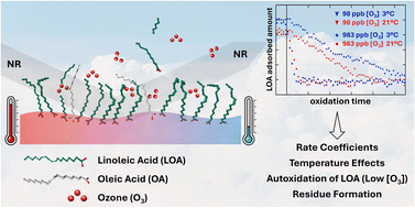 Graphical abstract: Oxidation by ozone of linoleic acid monolayers at the air–water interface in multi-component films at 21 °C and 3 °C