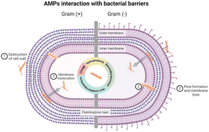 Graphical abstract: Engineering the interaction of short antimicrobial peptides with bacterial barriers