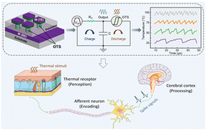 Graphical abstract: Ovonic threshold switching-based artificial afferent neurons for thermal in-sensor computing
