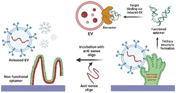 Graphical abstract: Role of aptamer technology in extracellular vesicle biology and therapeutic applications