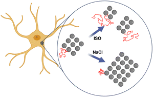 Graphical abstract: Single-molecule imaging of aquaporin-4 array dynamics in astrocytes
