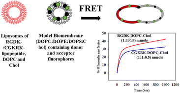 Graphical abstract: Relative biomembrane fusogenicities of the tumor-selective liposomes of RGDK- and CGKRK-lipopeptides