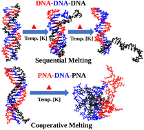 Graphical abstract: Dynamics of terminal fraying–peeling and hydrogen bonds dictates the sequential vs. cooperative melting pathways of nanoscale DNA and PNA triplexes