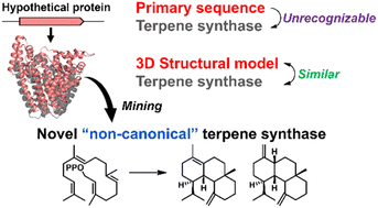Graphical abstract: Structural-model-based genome mining can efficiently discover novel non-canonical terpene synthases hidden in genomes of diverse species