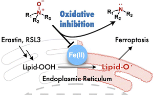 Graphical abstract: Inhibition of ferroptosis by N-oxide-based fluorescent probes via selective oxidation of ferrous ions