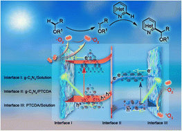 Graphical abstract: Metal-free polymeric and molecular disorder/order semiconductor heterojunctions for the visible-light photocatalytic Minisci reaction