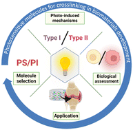 Graphical abstract: Use of photosensitive molecules in the crosslinking of biopolymers: applications and considerations in biomaterials development