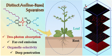Graphical abstract: Structure–activity relationships of aniline-based squaraines for distinguishable staining and bright two-photon fluorescence bioimaging in plant cells