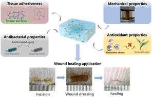 Graphical abstract: Multifunctional protocatechuic acid–polyacrylic acid hydrogel adhesives for wound dressings