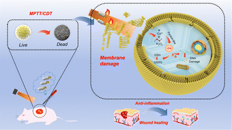 Graphical abstract: Copper peroxide nanodot-decorated gold nanostar/silica nanorod Janus nanostructure with NIR-II photothermal and acid-triggered hydroxyl radical generation properties for the effective treatment of wound infections