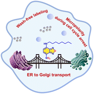 Graphical abstract: A small-molecule probe to decipher stress-induced ER microenvironments and ER-Golgi communication