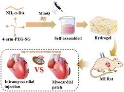 Graphical abstract: Comparative effectiveness of myocardial patches and intramyocardial injections in treating myocardial infarction with a MitoQ/hydrogel system