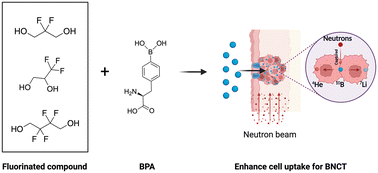 Graphical abstract: Fluorinated BPA derivatives enhanced 10B delivery in tumors