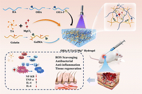 Graphical abstract: Microenvironment-responsive release of Mg2+ from tannic acid decorated and multilevel crosslinked hydrogels accelerates infected wound healing