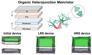 Graphical abstract: High synaptic plasticity enabled by controlled ion migration in organic heterojunction memristors