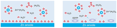 Graphical abstract: Interfacial pH regulation by a tetra-hydroxyl organic additive enables stable zinc anodes in aqueous batteries