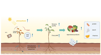 Graphical abstract: Enhancing crop yields and quality of agricultural products: research progress in nanofertilizer applications