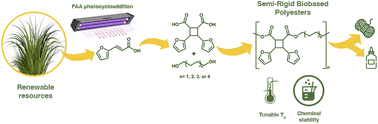 Graphical abstract: Synthesis of semi-rigid-biobased polyesters from renewable furanic cyclobutane diacid