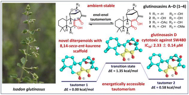 Graphical abstract: 8,14-seco-ent-Kaurane diterpenoids from Isodon glutinosus: enol–enol tautomerism and antitumor activity