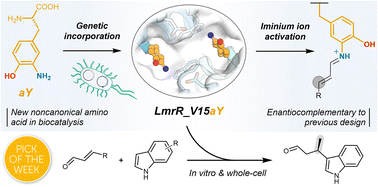 Graphical abstract: Genetically encoded 3-aminotyrosine as catalytic residue in a designer Friedel–Crafts alkylase
