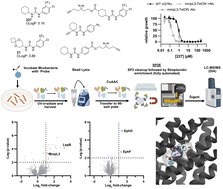 Graphical abstract: Tailored phenyl ureas eradicate drug-resistant Mycobacterium tuberculosis by targeting mycolic acid cell wall assembly