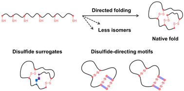 Graphical abstract: Directing the oxidative folding of disulfide-rich peptides for enhanced engineering and applications