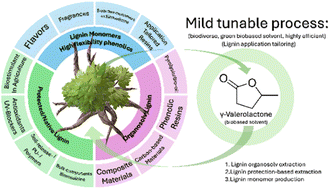 Graphical abstract: Influence of the biomass-source and the extraction process on lignin properties and γ-valerolactone induced conversion of biomass towards valuable lignin monomers